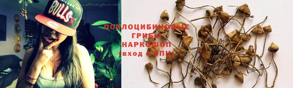 прущие грибы Абинск